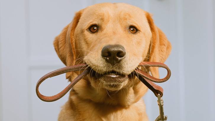 Leashes