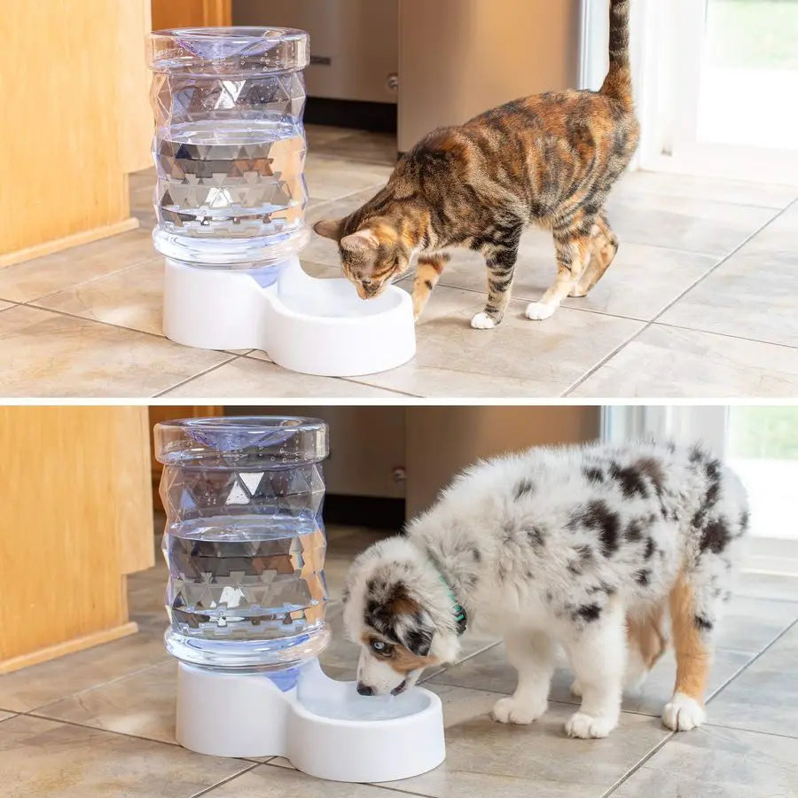 2.5 Gallon H2O Durable Gravity Automatic Pet Water Dispenser